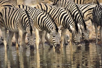 Dry Season - Zebras Panorama - Thomas Mangelsen Dry Season - Zebras Panorama - Thomas Mangelsen