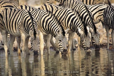 Dry Season - Zebras Panorama - Thomas Mangelsen