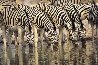 Dry Season - Zebras Panorama by Thomas Mangelsen - 0