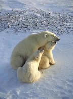 Mothers Love Panorama by Thomas Mangelsen - 0