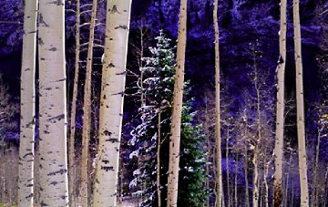 White River Aspens Panorama - Thomas Mangelsen White River Aspens Panorama - Thomas Mangelsen