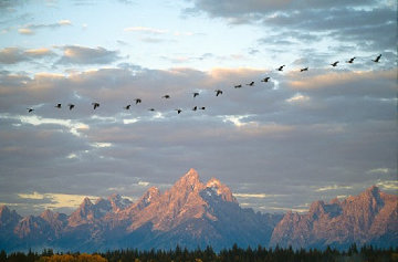 Autumn Passage - Tetons Panorama - Thomas Mangelsen Autumn Passage - Tetons Panorama - Thomas Mangelsen