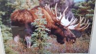 Monarch of the Forest Panorama by Thomas Mangelsen - 1 Monarch of the Forest Panorama by Thomas Mangelsen - 1