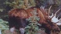 Monarch of the Forest Panorama by Thomas Mangelsen - 2 Monarch of the Forest Panorama by Thomas Mangelsen - 2