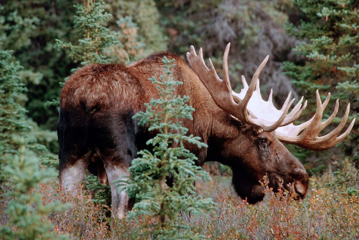 Monarch of the Forest Panorama by Thomas Mangelsen Monarch of the Forest Panorama by Thomas Mangelsen