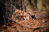 Bad Boy of the Forest Panorama by Thomas Mangelsen - 0