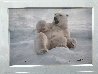 Feels Good Polar Bear Panorama by Thomas Mangelsen - 1