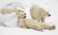 Bad Boys of the Arctic - Huge Panorama by Thomas Mangelsen - 0 Bad Boys of the Arctic - Huge Panorama by Thomas Mangelsen - 0