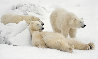 Bad Boys of the Arctic Panorama by Thomas Mangelsen - 0 Bad Boys of the Arctic Panorama by Thomas Mangelsen - 0