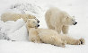 Bad Boys of the Arctic  - Huge Panorama by Thomas Mangelsen - 0