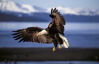 Into the Wind Panorama by Thomas Mangelsen - 0 Into the Wind Panorama by Thomas Mangelsen - 0