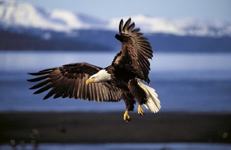 Into the Wind - Huge Panorama - Thomas Mangelsen