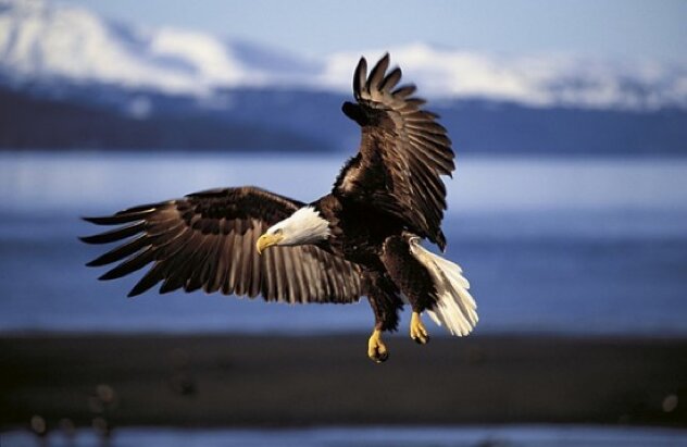 Into the Wind - Huge Panorama by Thomas Mangelsen