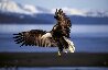 Into the Wind - Huge Panorama by Thomas Mangelsen - 0