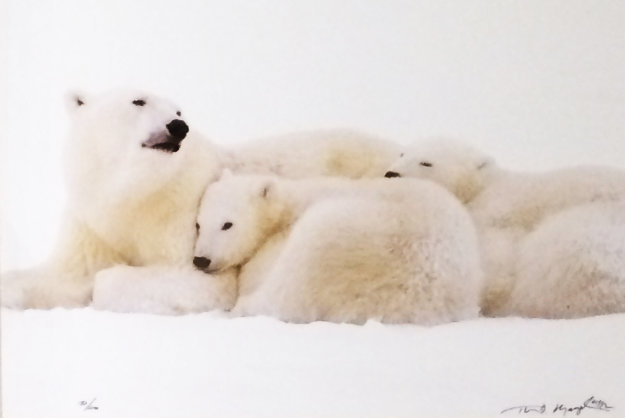 Under Mother's Watch Panorama by Thomas Mangelsen Under Mother's Watch Panorama by Thomas Mangelsen