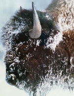 Old Man Winter - Yellowstone -Wyoming Panorama by Thomas Mangelsen - 0