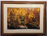 Fire of Autumn 1999 Panorama by Thomas Mangelsen - 1 Fire of Autumn 1999 Panorama by Thomas Mangelsen - 1
