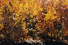 Fire of Autumn 1999 Panorama by Thomas Mangelsen - 0