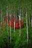 Colors of the Wasatch Panorama by Thomas Mangelsen - 0 Colors of the Wasatch Panorama by Thomas Mangelsen - 0