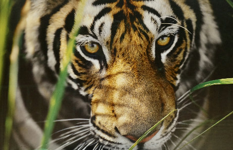 Tiger Eyes AP Panorama - Thomas Mangelsen