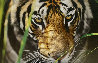 Tiger Eyes AP Panorama by Thomas Mangelsen - 0
