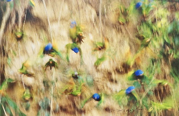 On the Wing - Blue Headed Parrots Panorama - Thomas Mangelsen On the Wing - Blue Headed Parrots Panorama - Thomas Mangelsen