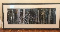 White River Aspens Panorama by Thomas Mangelsen - 1 White River Aspens Panorama by Thomas Mangelsen - 1