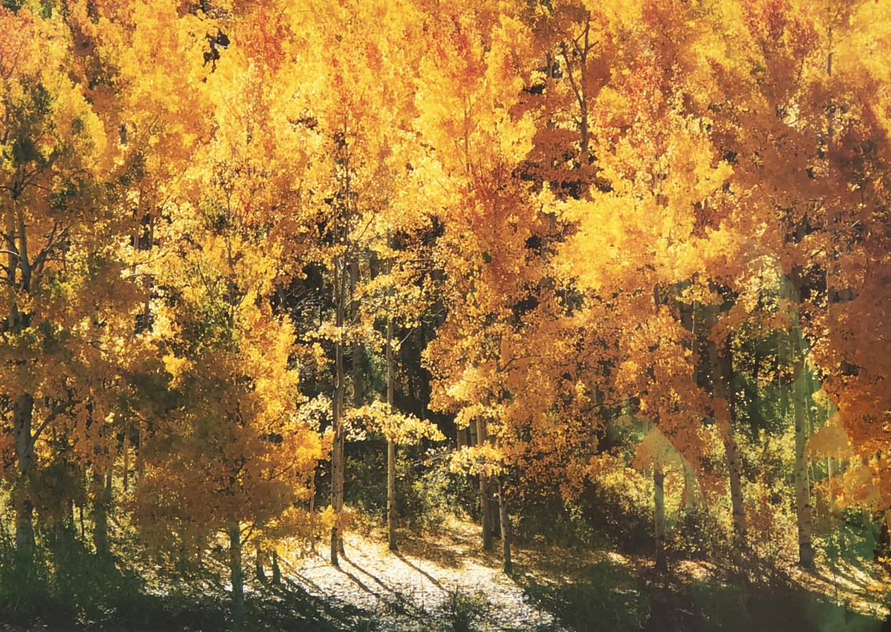 Fire of Autumn - Aspens Panorama by Thomas Mangelsen Fire of Autumn - Aspens Panorama by Thomas Mangelsen