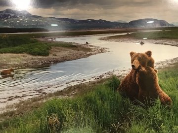 Bear River - Huge 1.5M Panorama - Thomas Mangelsen