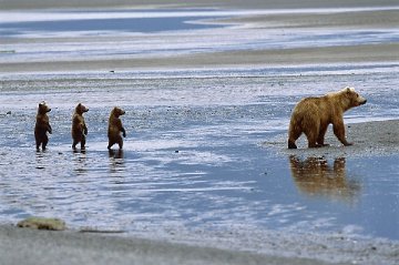 Bearwatch 2004 Panorama - Thomas Mangelsen