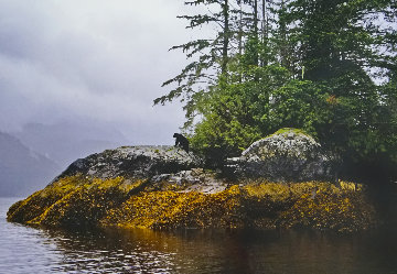 Guardian of Knight Inlet Panorama - Thomas Mangelsen Guardian of Knight Inlet Panorama - Thomas Mangelsen