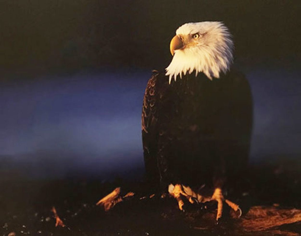 His Majesty - Bald Eagle 2000 Panorama by Thomas Mangelsen