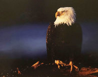 His Majesty - Bald Eagle 2000 Panorama by Thomas Mangelsen - 0