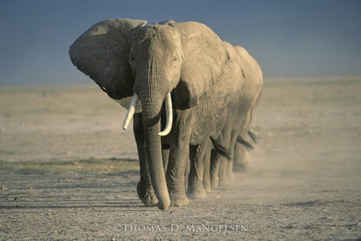 Amboseli Crossing Panorama by Thomas Mangelsen Amboseli Crossing Panorama by Thomas Mangelsen