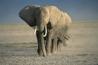 Amboseli Crossing Panorama by Thomas Mangelsen - 0 Amboseli Crossing Panorama by Thomas Mangelsen - 0
