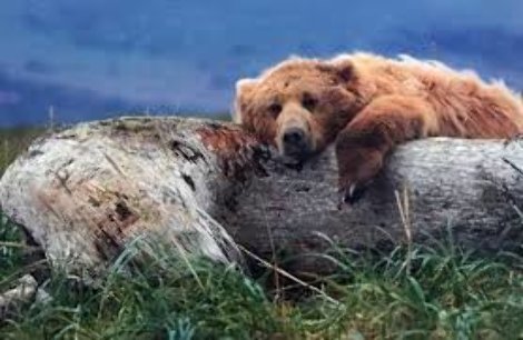 Life's a Bear Panorama - Thomas Mangelsen