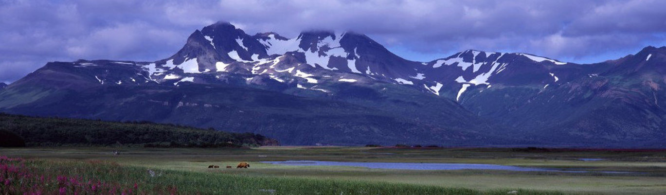 Glacier Travelers Brown Bears 2001 Panorama by Thomas Mangelsen Glacier Travelers Brown Bears 2001 Panorama by Thomas Mangelsen