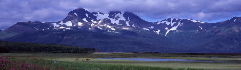 Glacier Travelers Brown Bears 2001 Alaska Panorama - Thomas Mangelsen