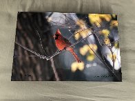 When Winter Comes-Cardinal 2000 Panorama by Thomas Mangelsen - 1