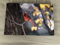 When Winter Comes-Cardinal 2000 Panorama by Thomas Mangelsen - 2