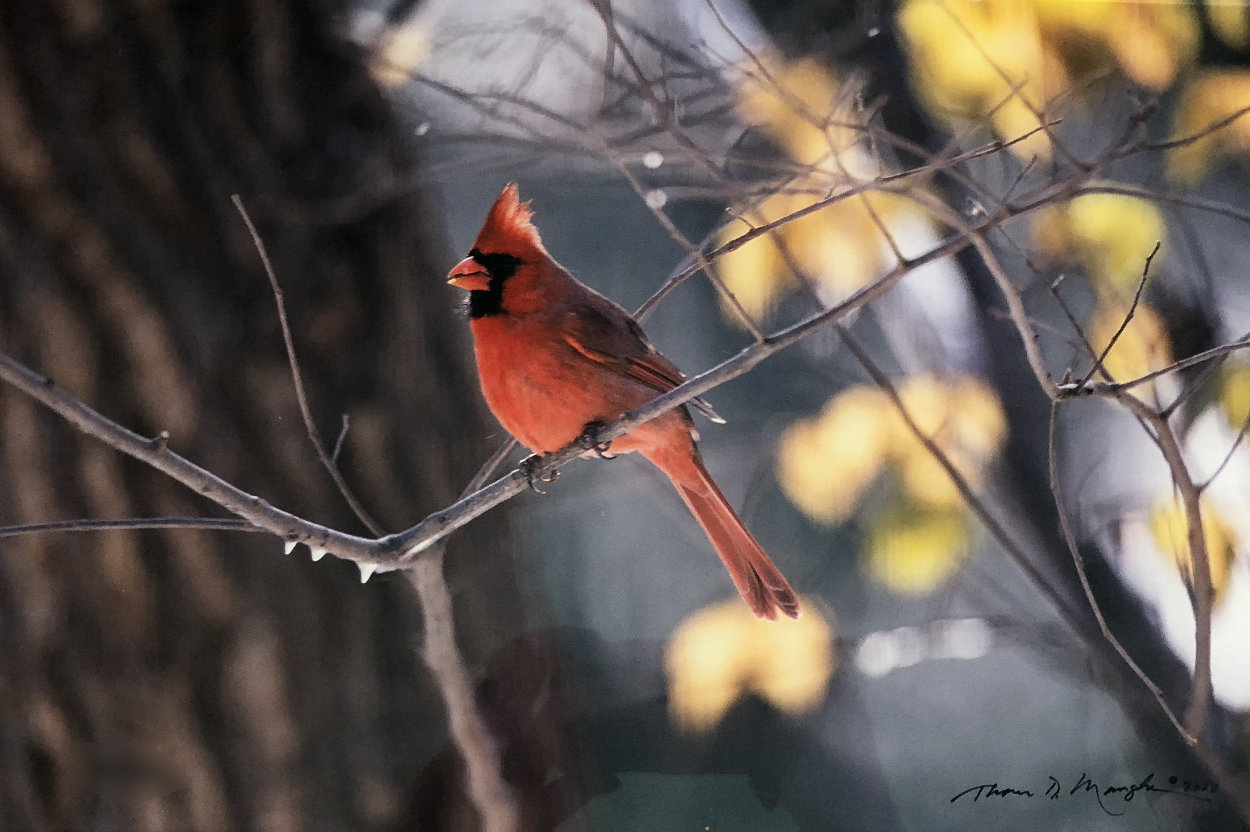 When Winter Comes-Cardinal 2000 Panorama by Thomas Mangelsen