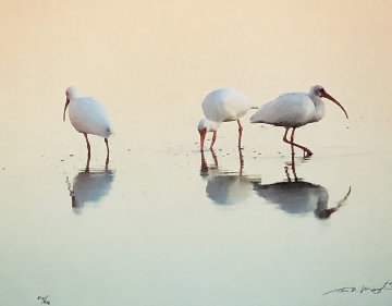 Gift of the Tides, White Ibis, Suite of 3 Framed Photographs Panorama - Thomas Mangelsen