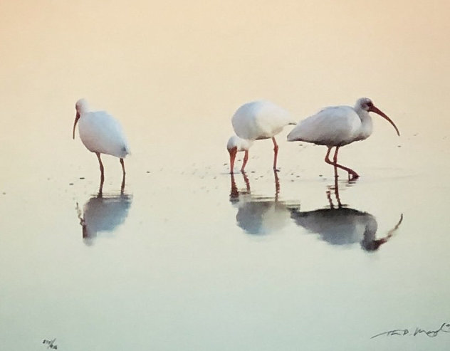 Gift of the Tides, White Ibis, Suite of 3 Framed Photographs Panorama by Thomas Mangelsen