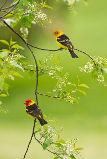 Spring Blossoms - Western Tanagers 2010 Panorama - Thomas Mangelsen