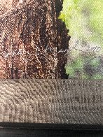 Cottonwood Hollow - Great Horned Owls 2015 Panorama by Thomas Mangelsen - 2 Cottonwood Hollow - Great Horned Owls 2015 Panorama by Thomas Mangelsen - 2