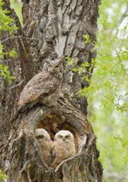 Cottonwood Hollow - Great Horned Owls 2015 Panorama by Thomas Mangelsen