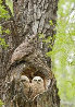 Cottonwood Hollow - Great Horned Owls 2015 Panorama by Thomas Mangelsen - 0