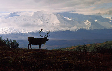 Thomas D. Mangelsen American Nature Photographer Panorama Prints For ...