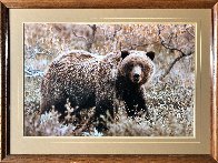 Autumn Grizzly Panorama by Thomas Mangelsen - 1 Autumn Grizzly Panorama by Thomas Mangelsen - 1