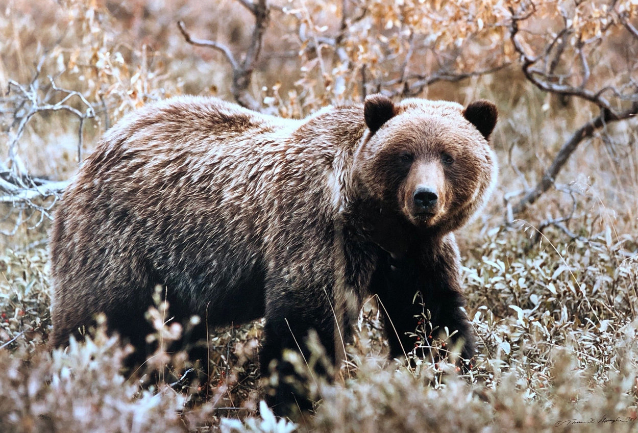 Autumn Grizzly Panorama by Thomas Mangelsen Autumn Grizzly Panorama by Thomas Mangelsen